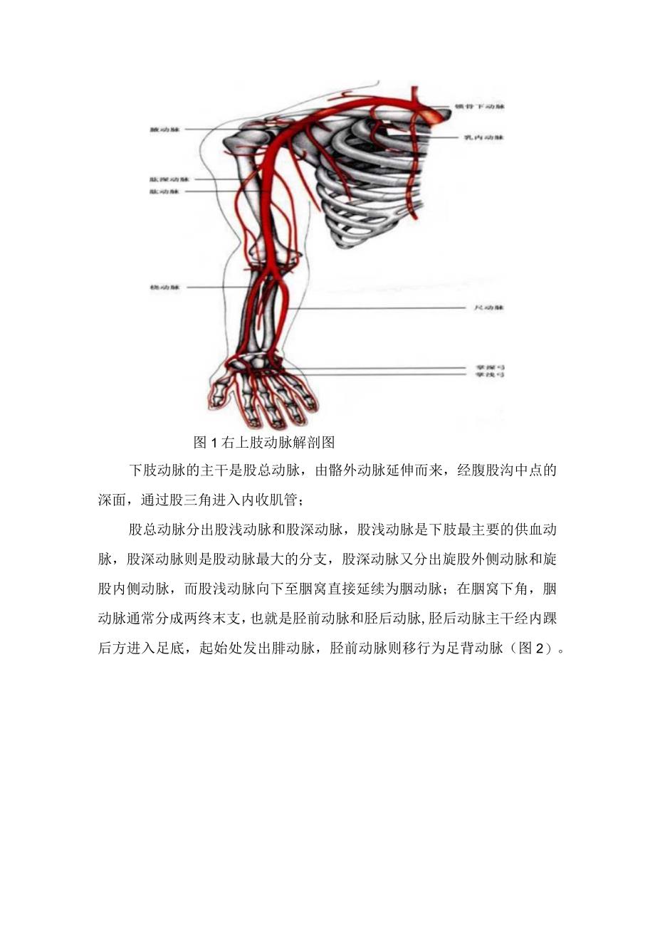 临床四肢动脉解剖结构临床应用临床表现及超声检查方法.docx_第2页