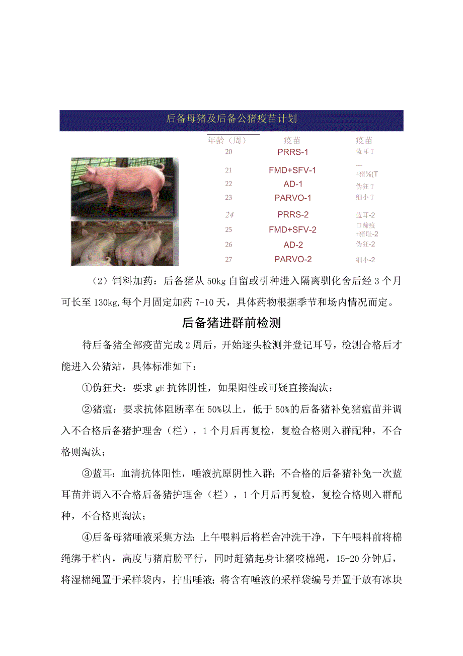 农业畜牧生产后备母猪喂料标准隔离驯化免疫标准及猪瘟蓝耳等进群前病毒检测.docx_第3页