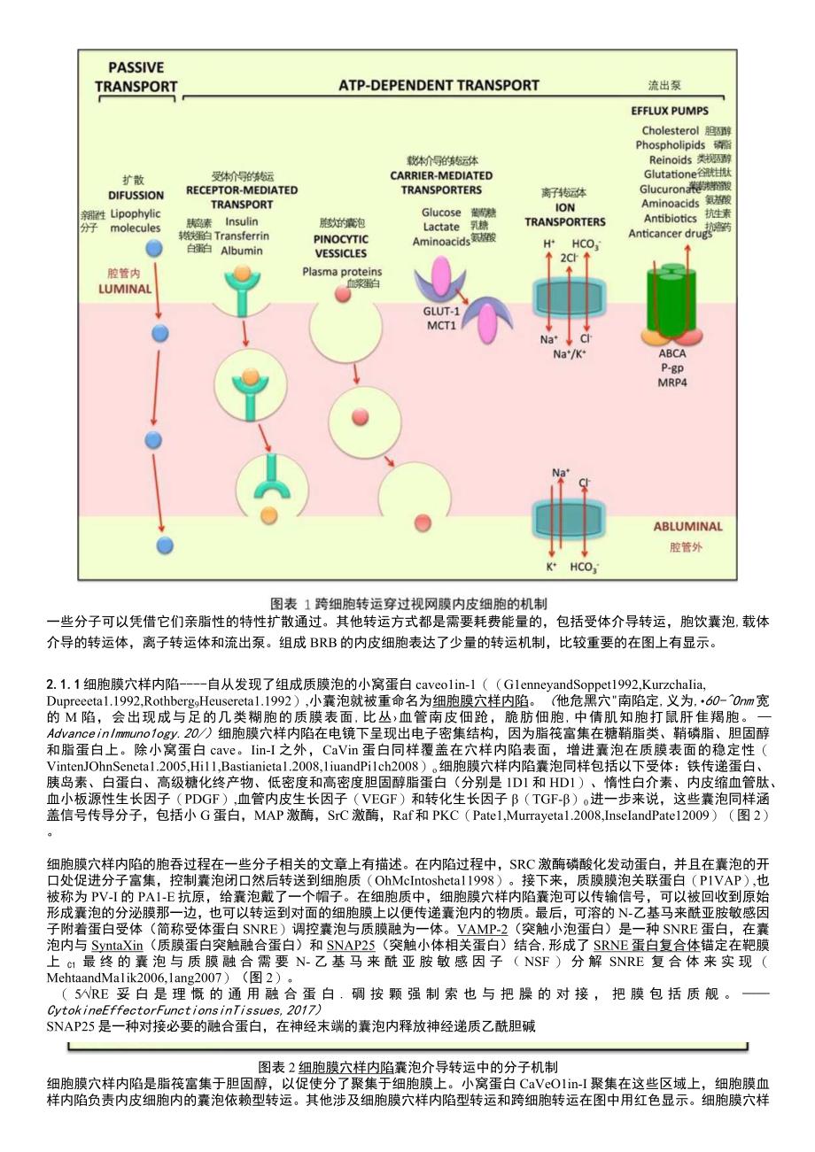 血视网膜屏障基础和进展.docx_第2页