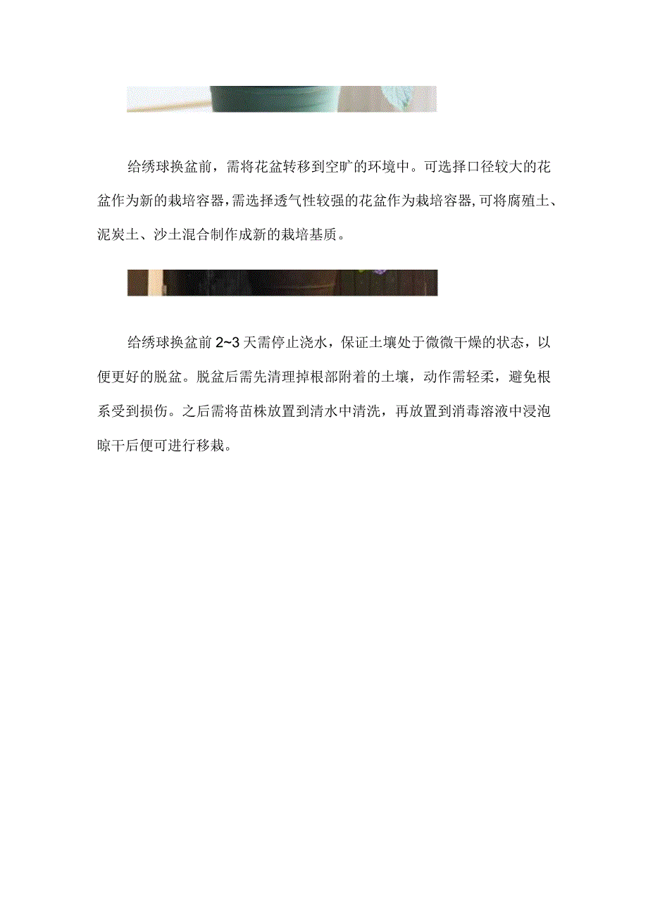 绣球10月份可以换盆吗.docx_第2页