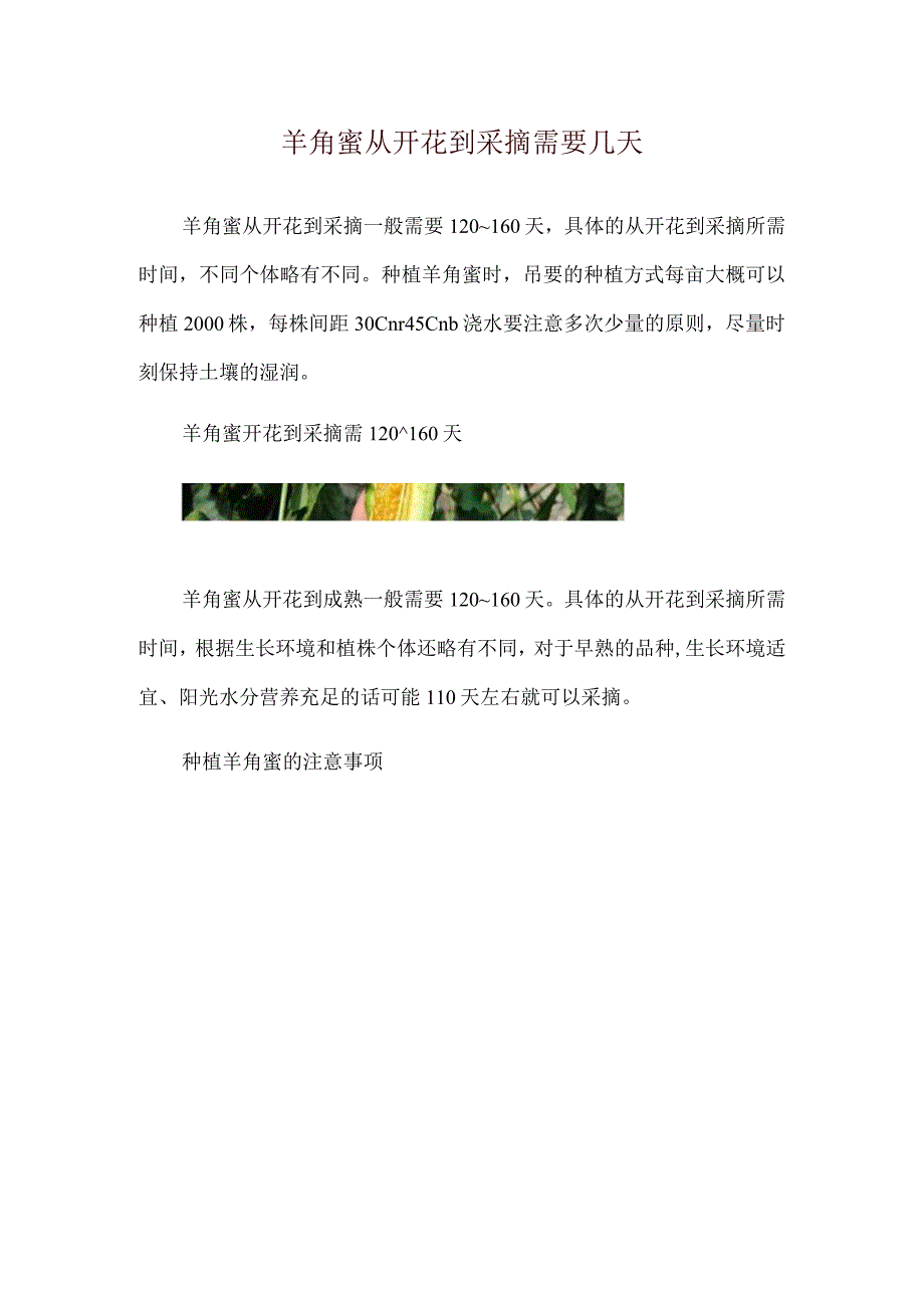 羊角蜜从开花到采摘需要几天.docx_第1页