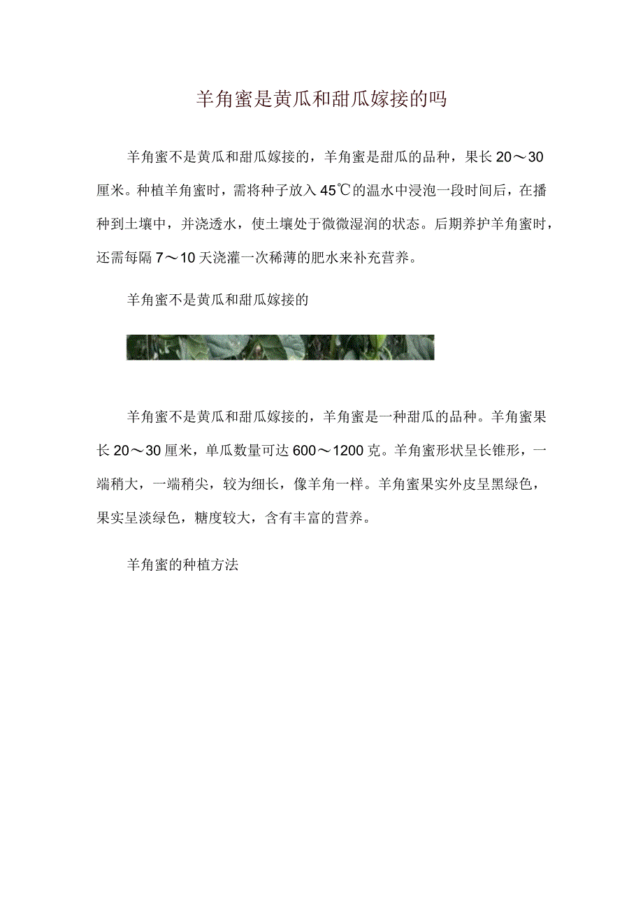 羊角蜜是黄瓜和甜瓜嫁接的吗.docx_第1页