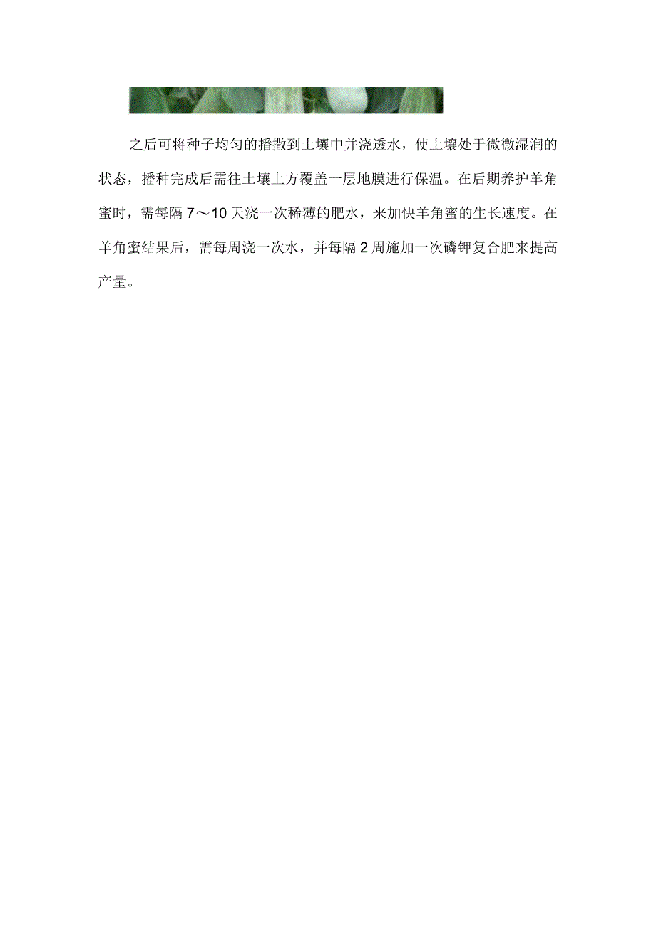 羊角蜜是黄瓜和甜瓜嫁接的吗.docx_第3页