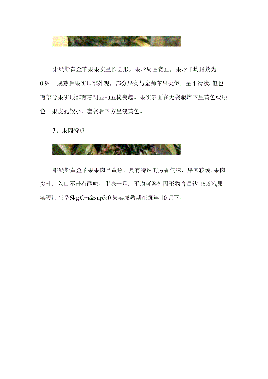 维纳斯黄金苹果品种介绍.docx_第2页