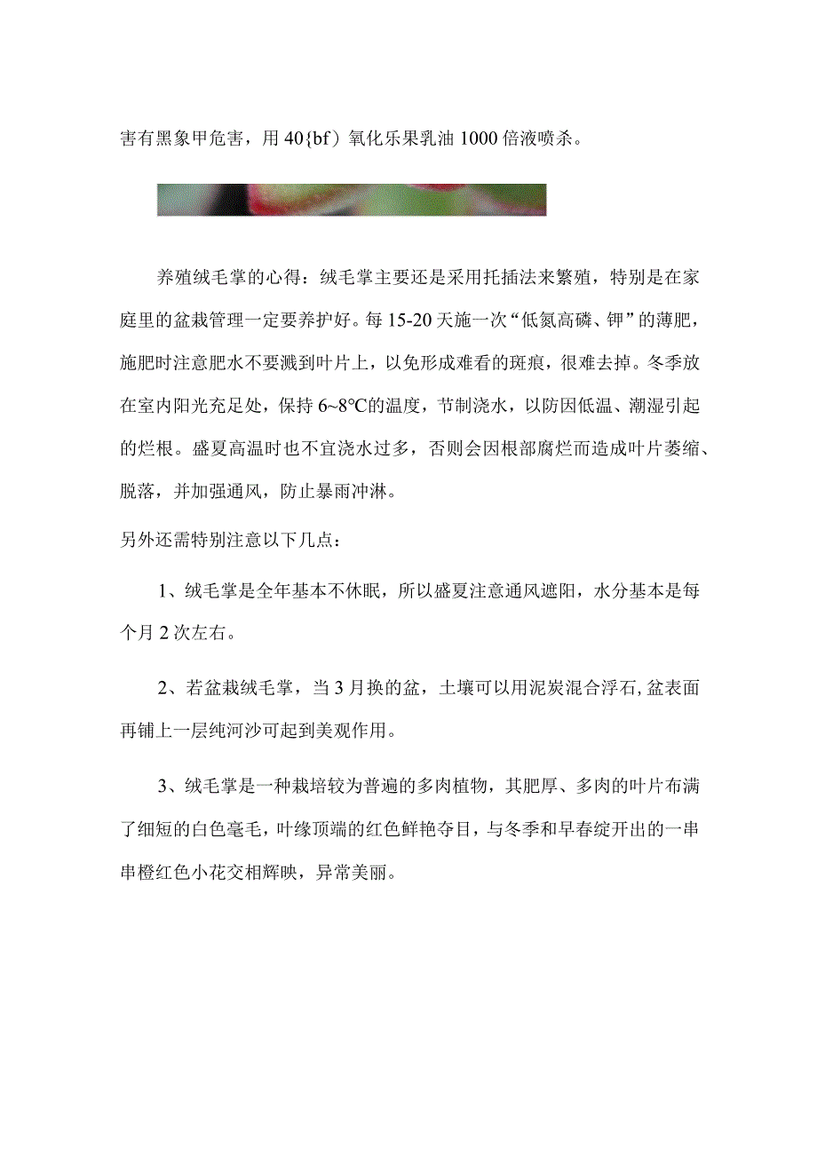 绒毛掌的养殖方法：注意通风少浇水.docx_第3页