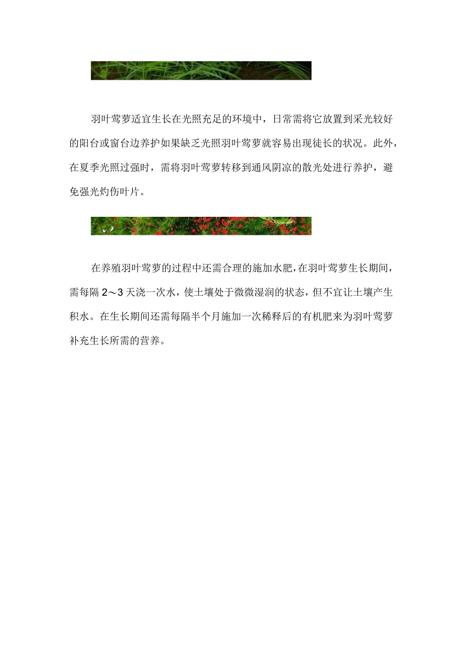 羽叶茑萝从播种到开花要多久.docx_第2页