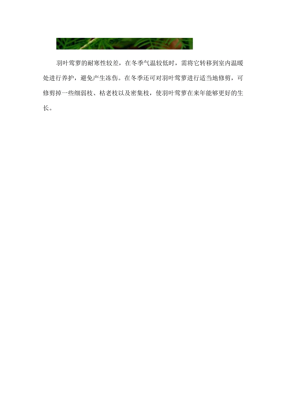 羽叶茑萝从播种到开花要多久.docx_第3页