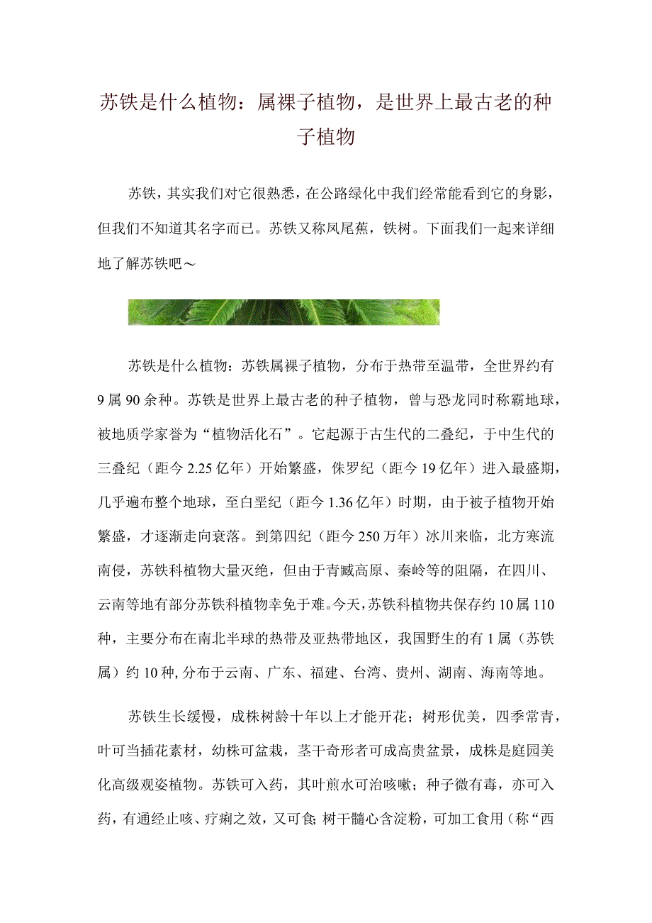 苏铁是什么植物：属裸子植物是世界上最古老的种子植物.docx_第1页