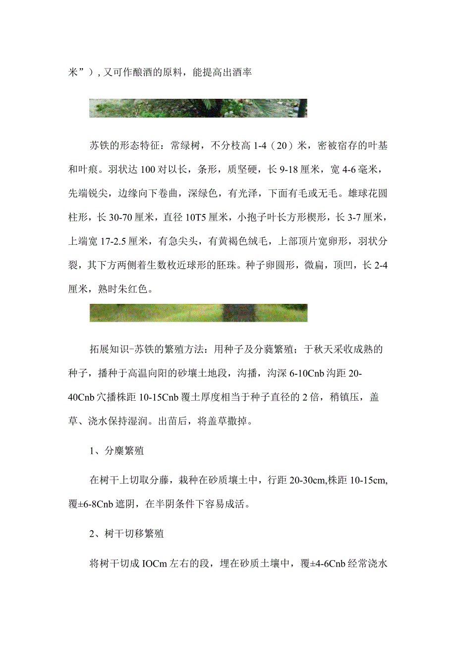 苏铁是什么植物：属裸子植物是世界上最古老的种子植物.docx_第2页