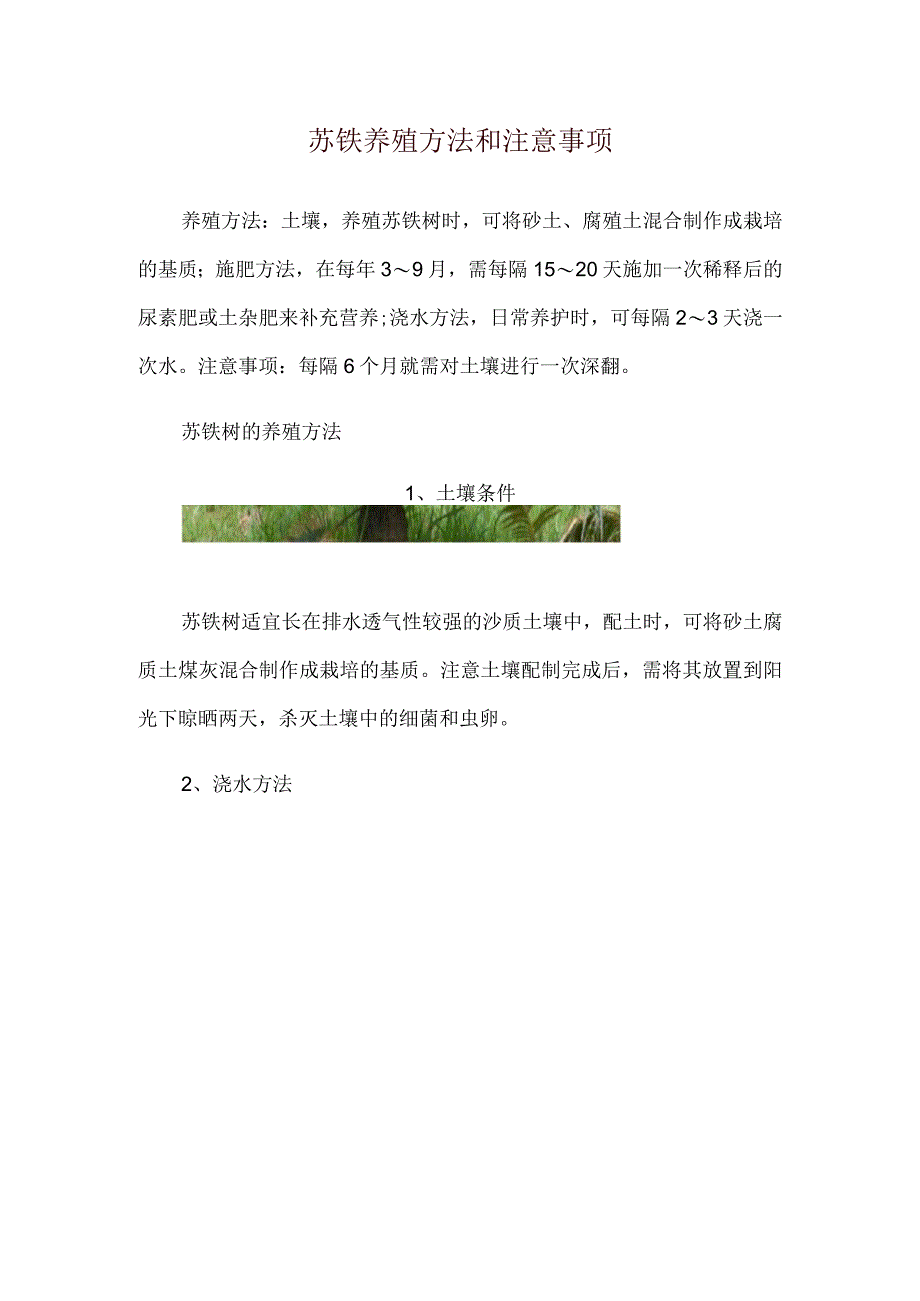 苏铁养殖方法和注意事项.docx_第1页