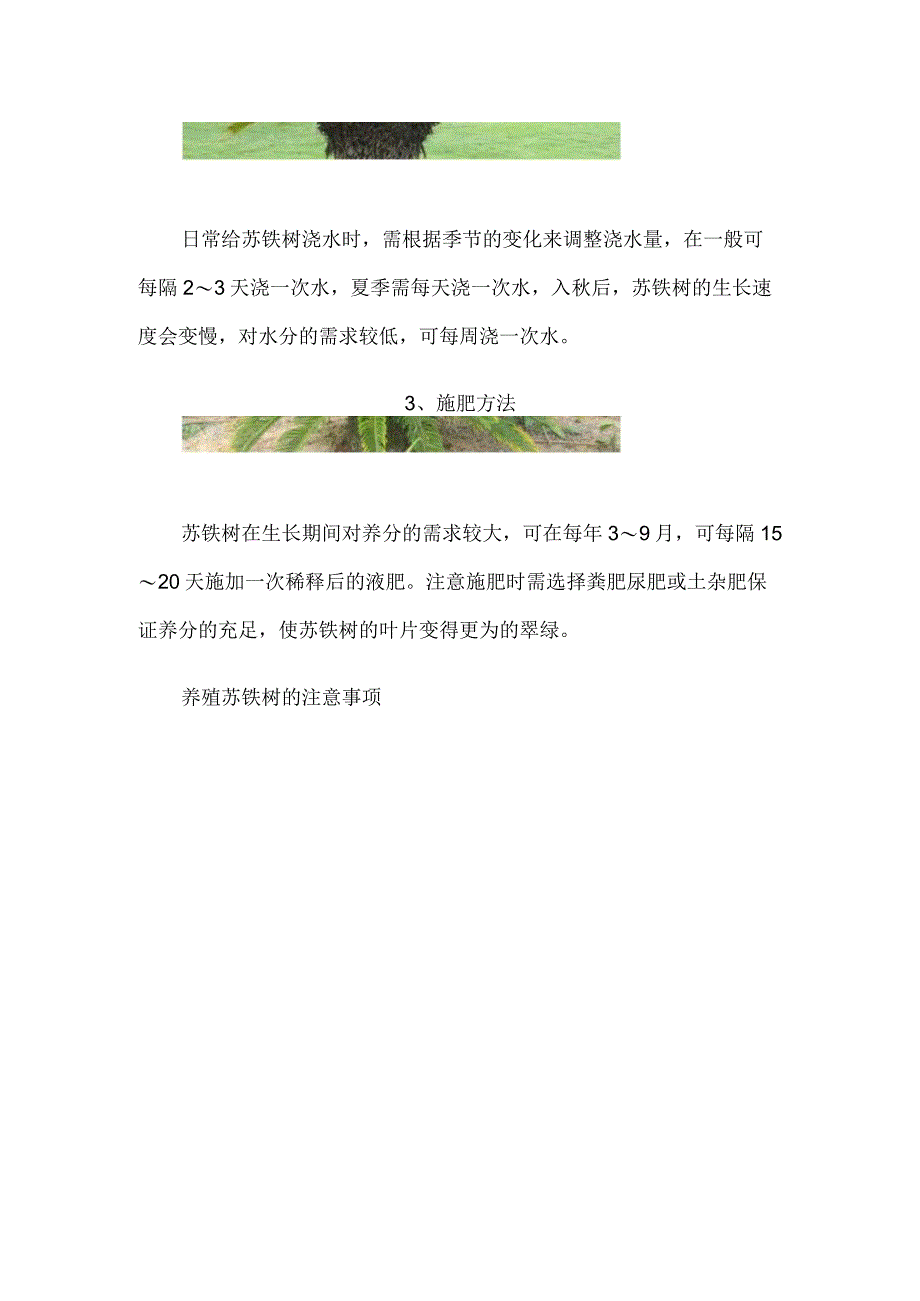 苏铁养殖方法和注意事项.docx_第2页