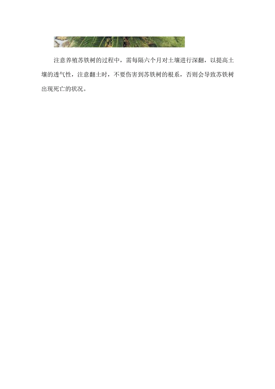 苏铁养殖方法和注意事项.docx_第3页