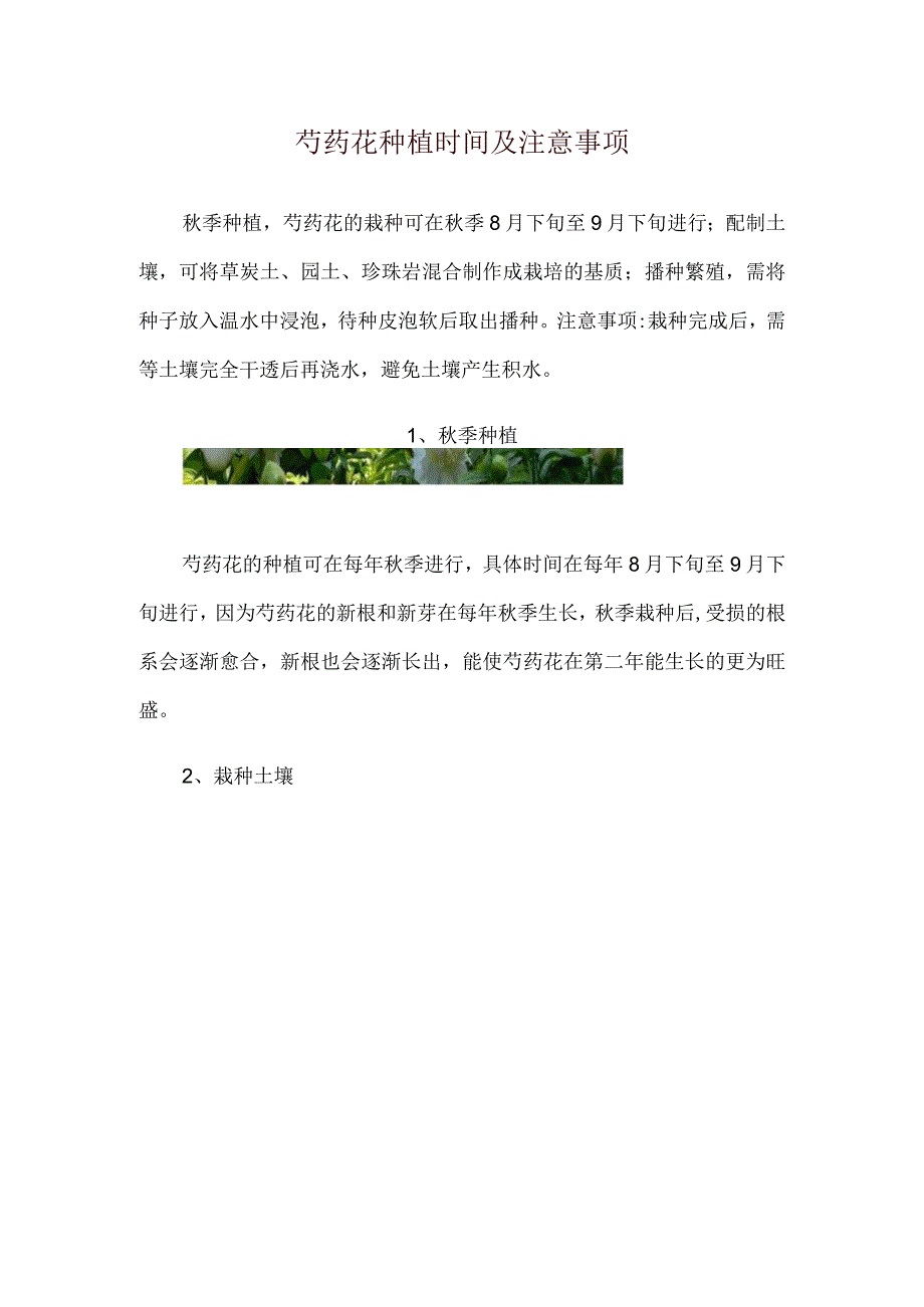 芍药花种植时间及注意事项.docx_第1页