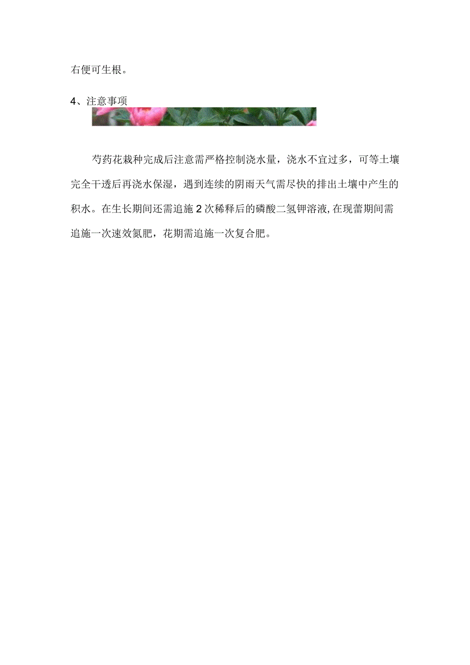 芍药花种植时间及注意事项.docx_第3页