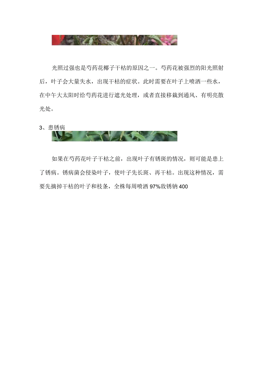 芍药花叶子干枯了是什么原因.docx_第2页