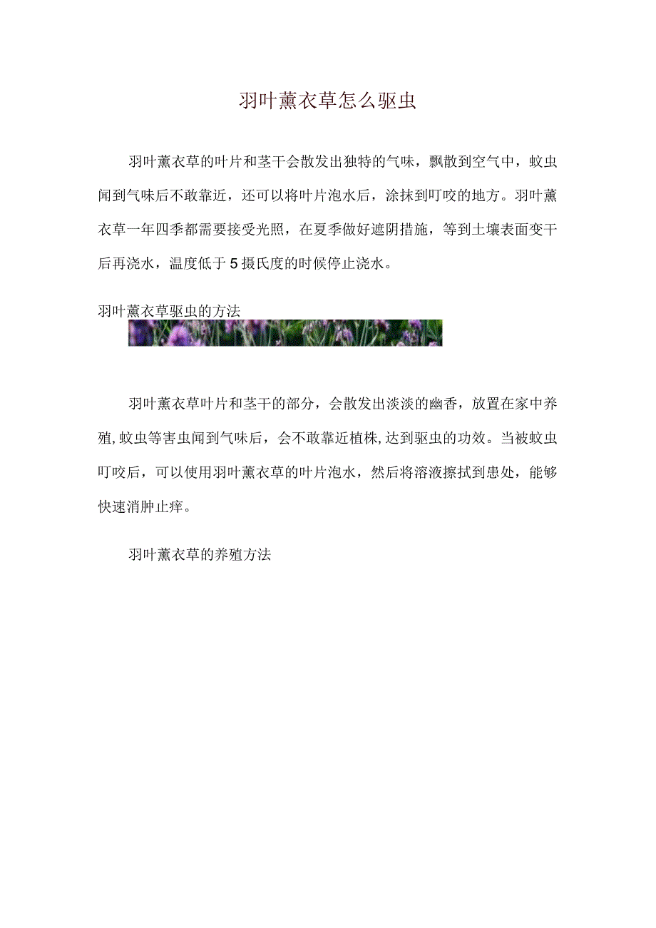 羽叶薰衣草怎么驱虫.docx_第1页