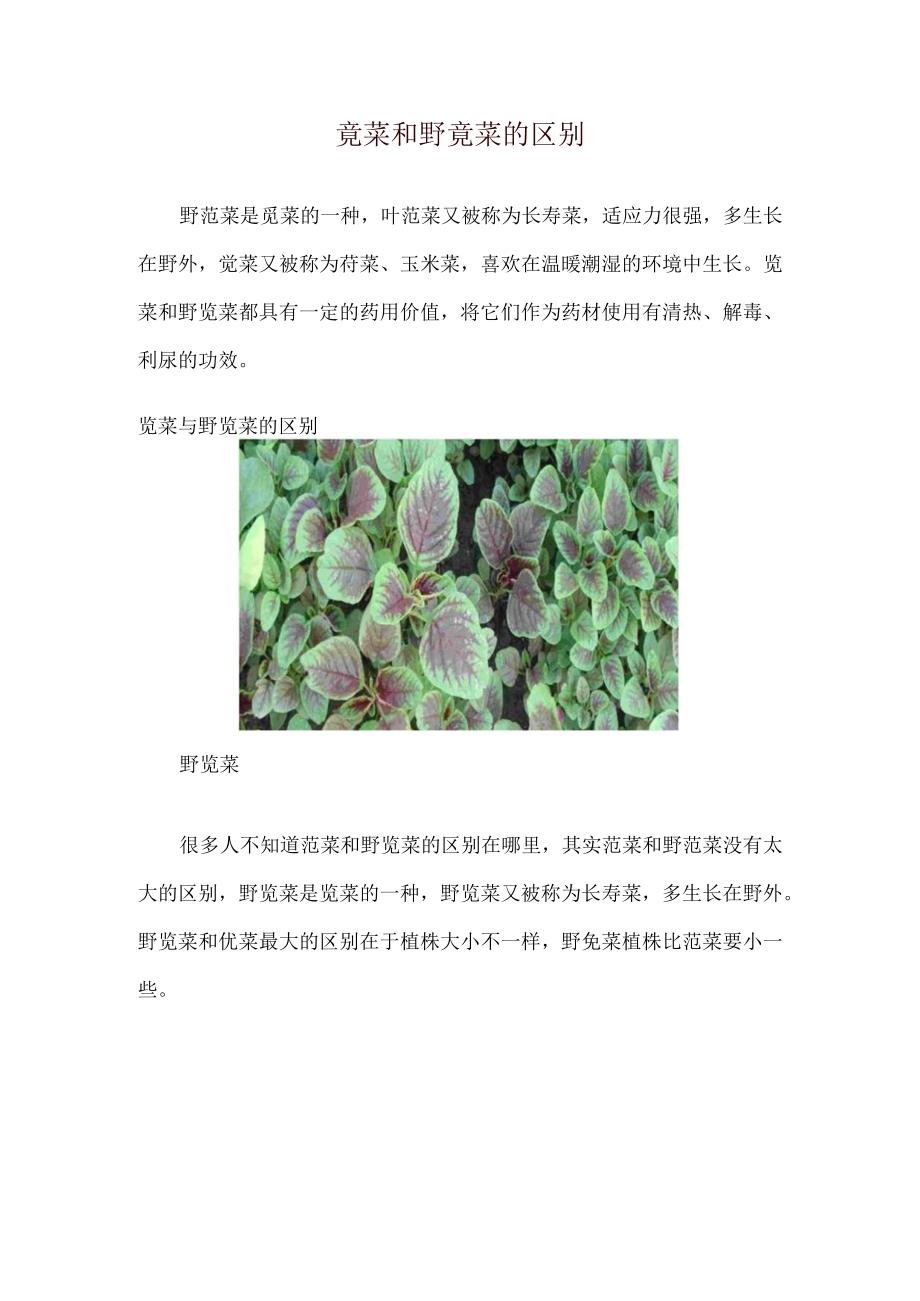 苋菜和野苋菜的区别.docx_第1页