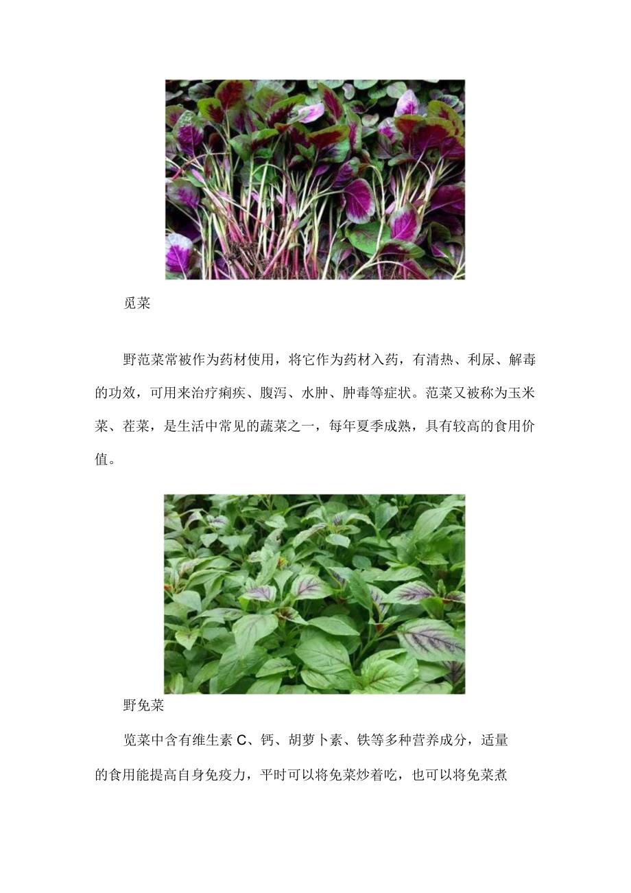 苋菜和野苋菜的区别.docx_第2页