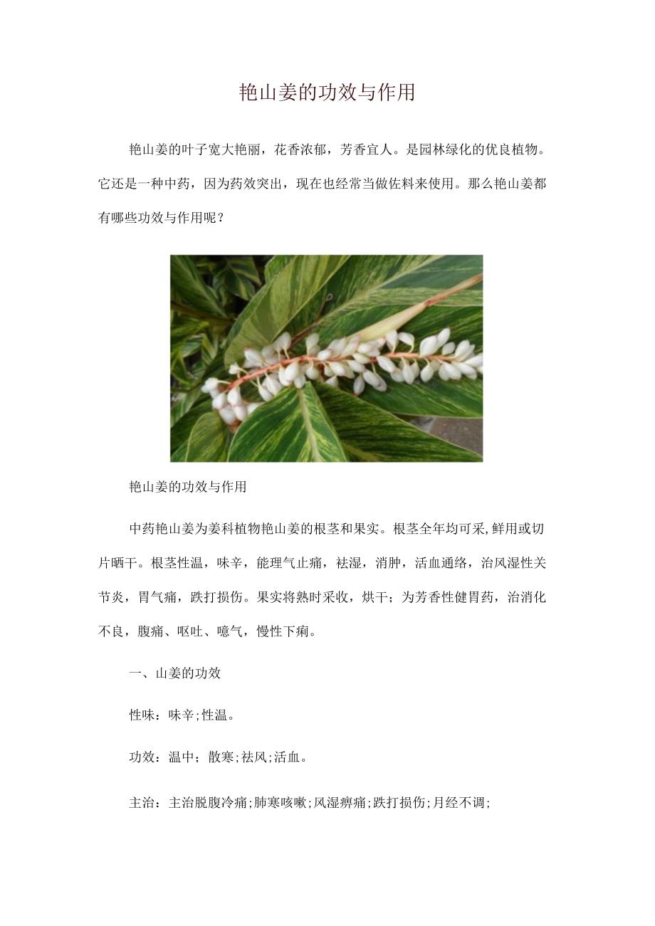 艳山姜的功效与作用.docx_第1页