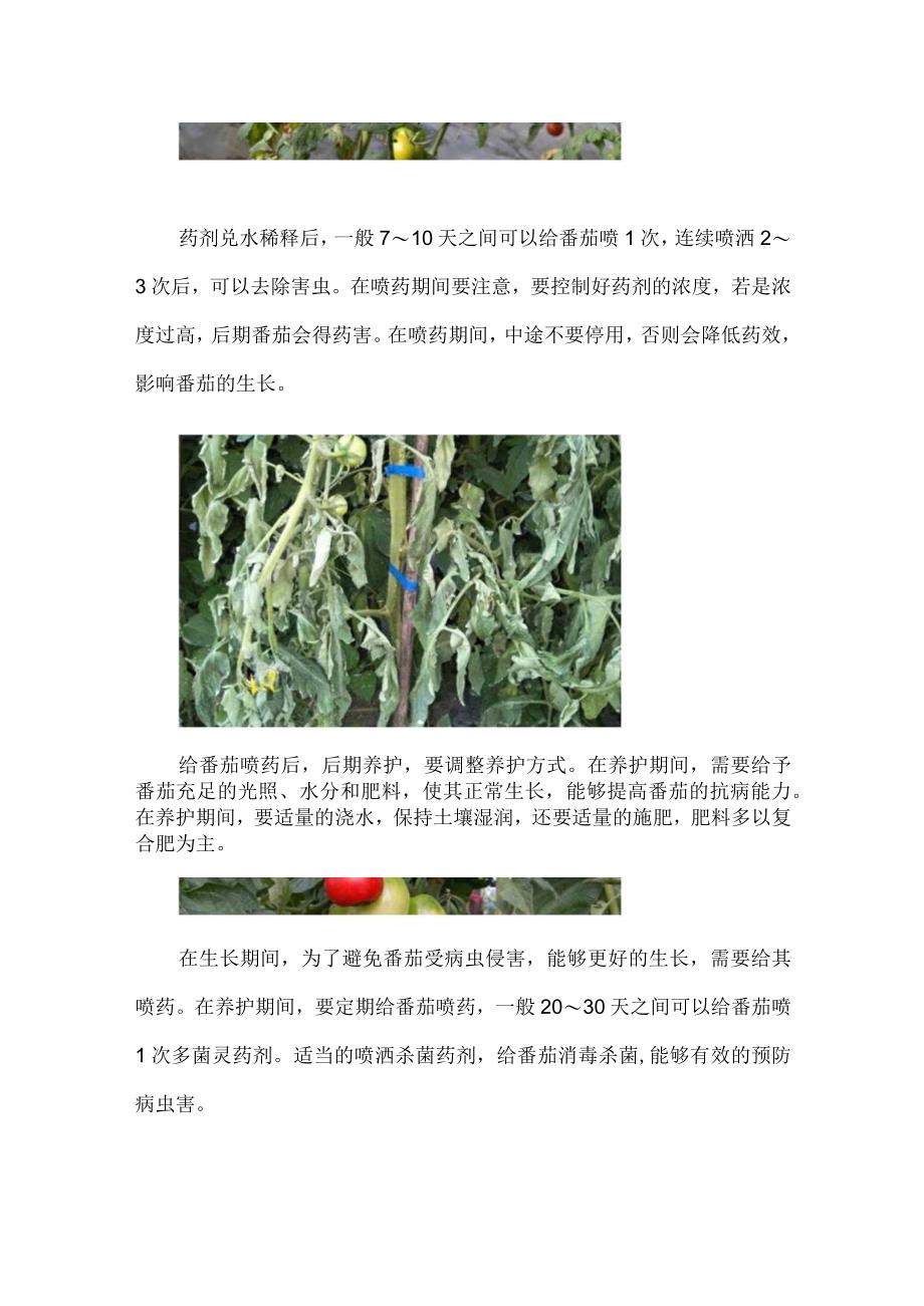 自家种的番茄有虫怎么办.docx_第2页