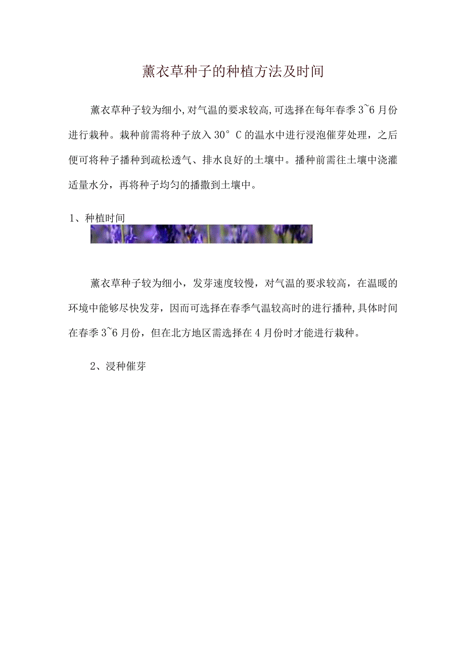 薰衣草种子的种植方法及时间.docx_第1页