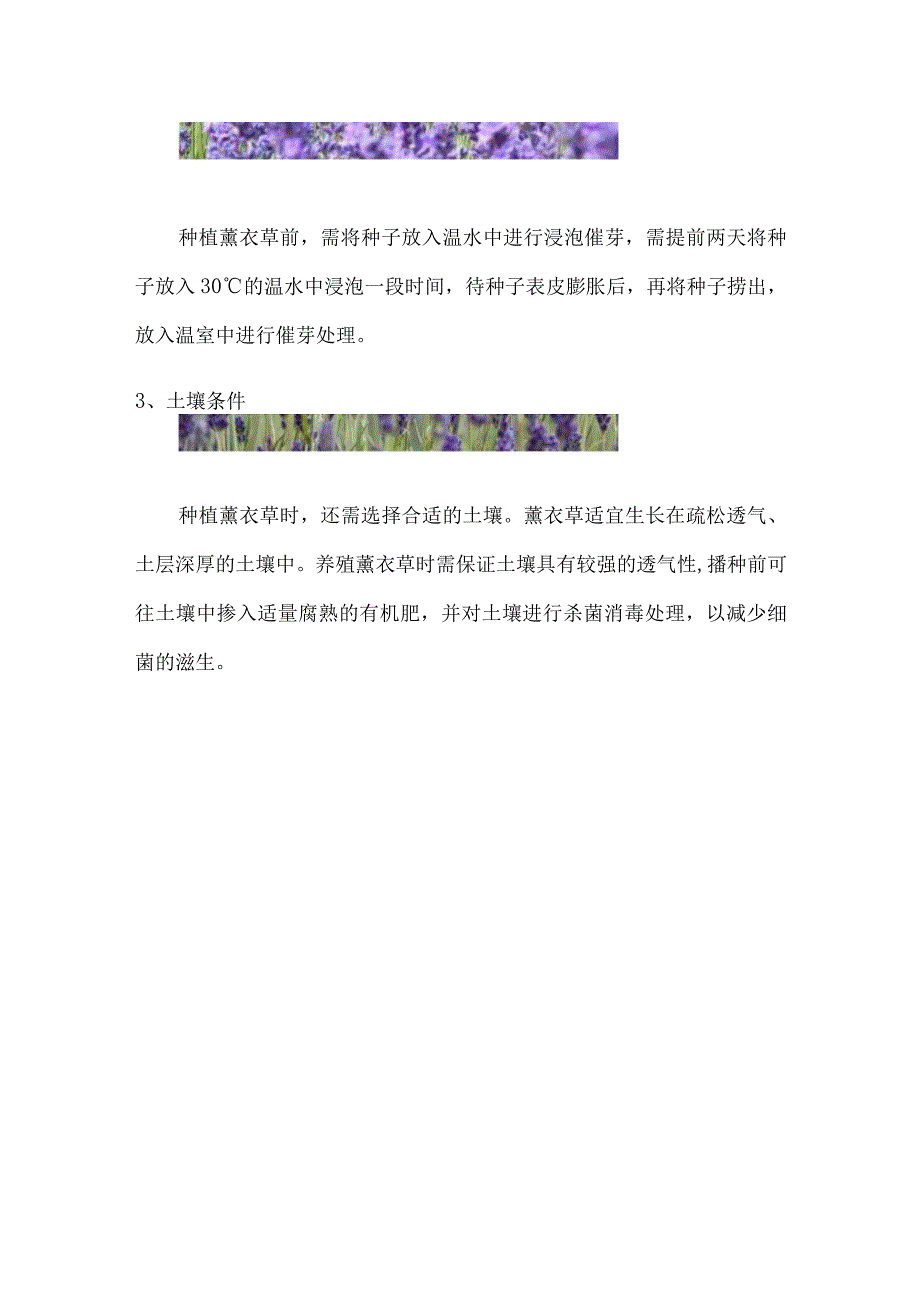 薰衣草种子的种植方法及时间.docx_第2页