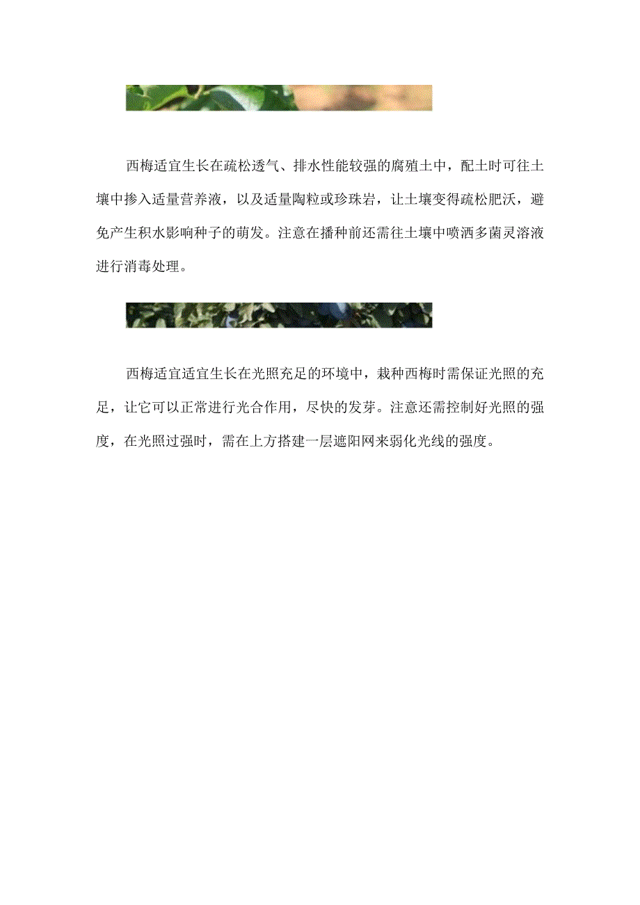 西梅核能种吗.docx_第2页