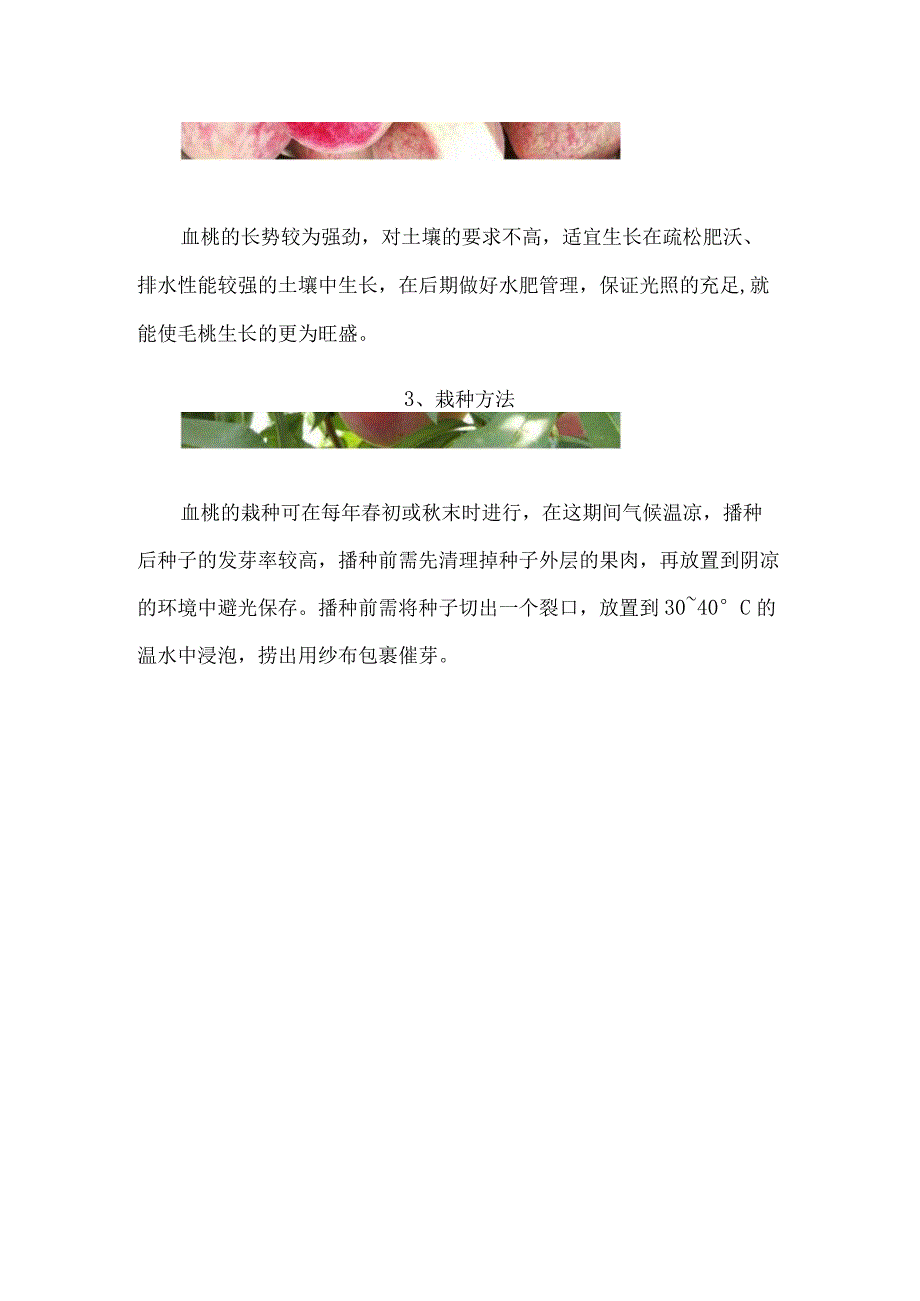 血桃品种介绍.docx_第2页