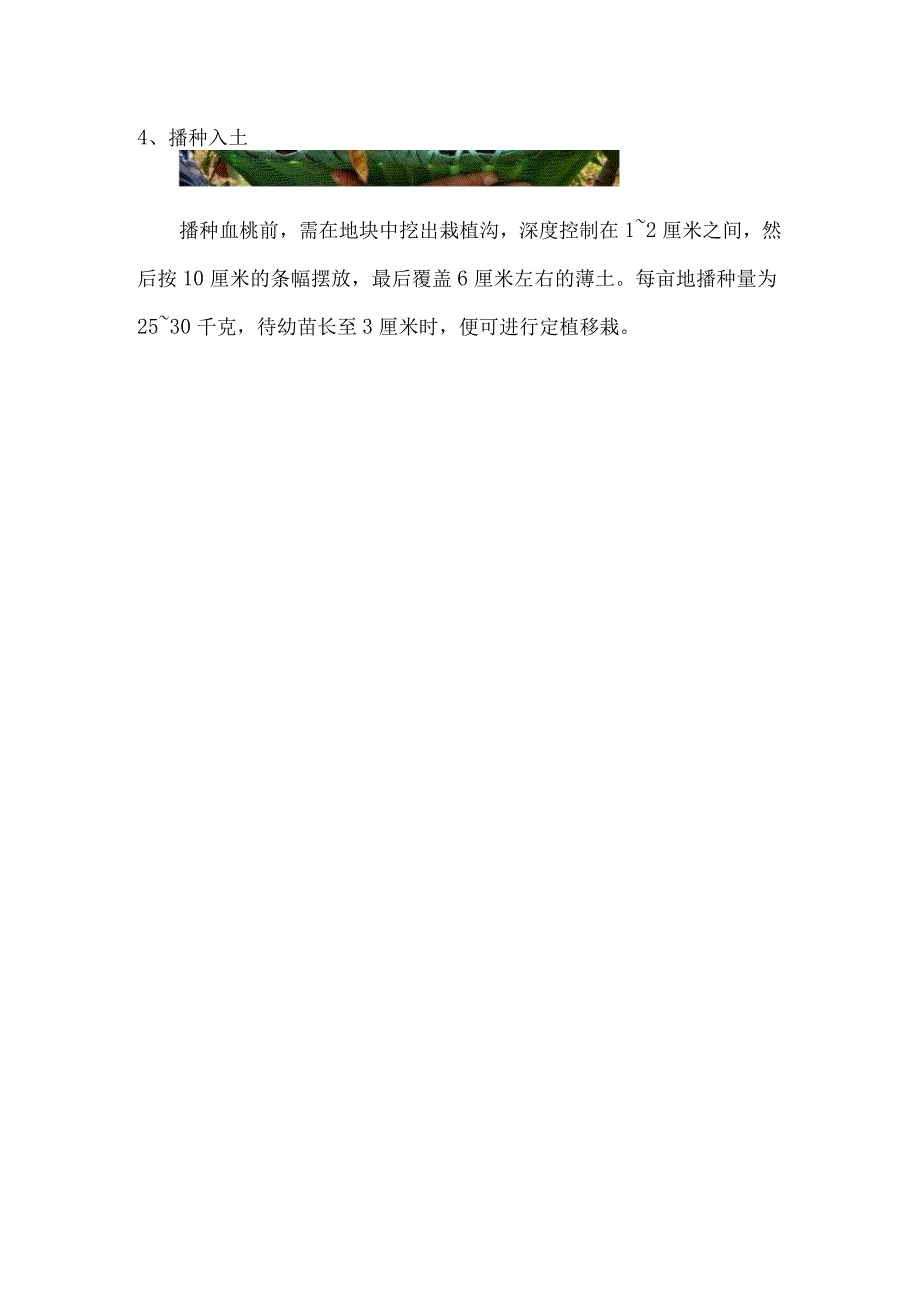 血桃品种介绍.docx_第3页