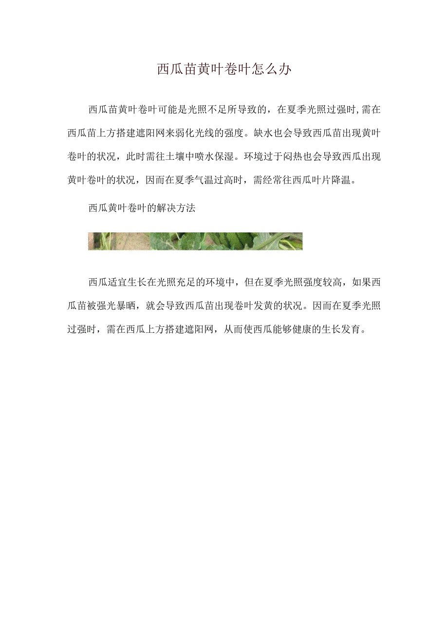 西瓜苗黄叶卷叶怎么办.docx_第1页