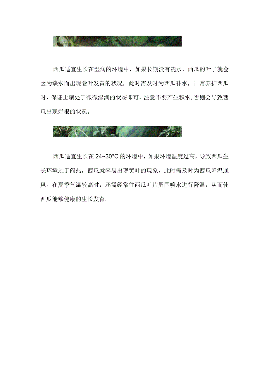 西瓜苗黄叶卷叶怎么办.docx_第2页