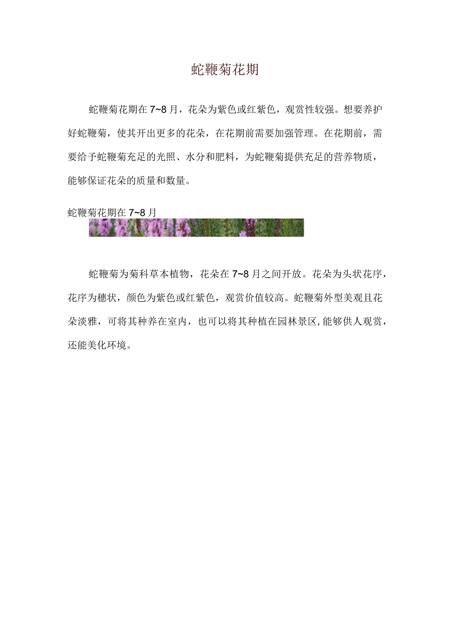 蛇鞭菊花期.docx_第1页