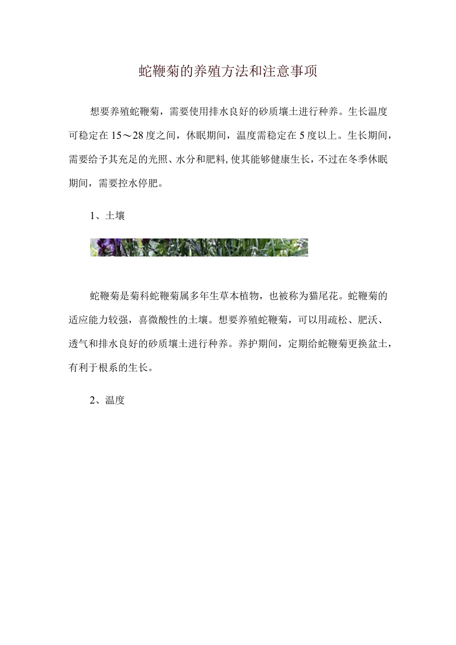 蛇鞭菊的养殖方法和注意事项.docx_第1页