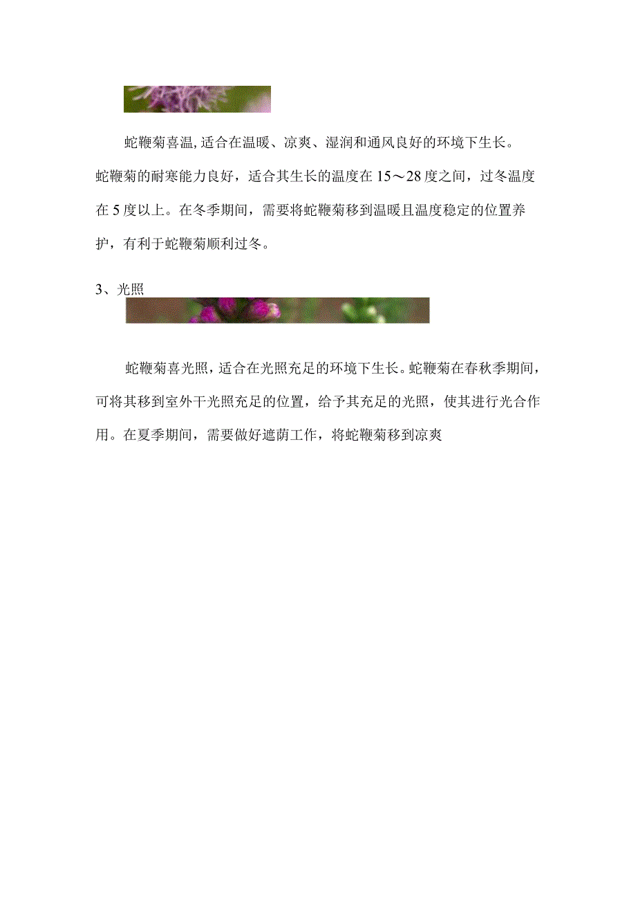 蛇鞭菊的养殖方法和注意事项.docx_第2页