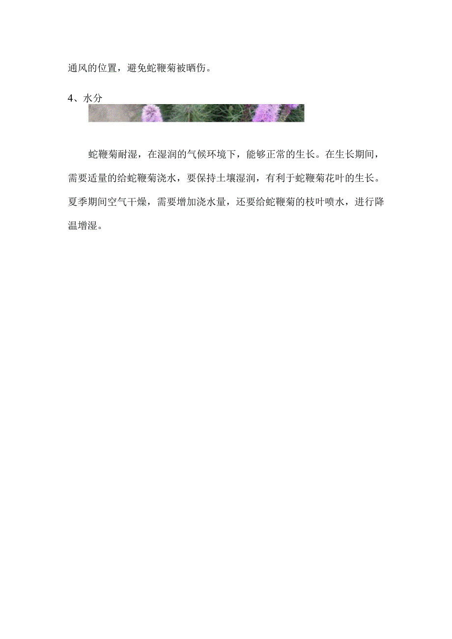 蛇鞭菊的养殖方法和注意事项.docx_第3页