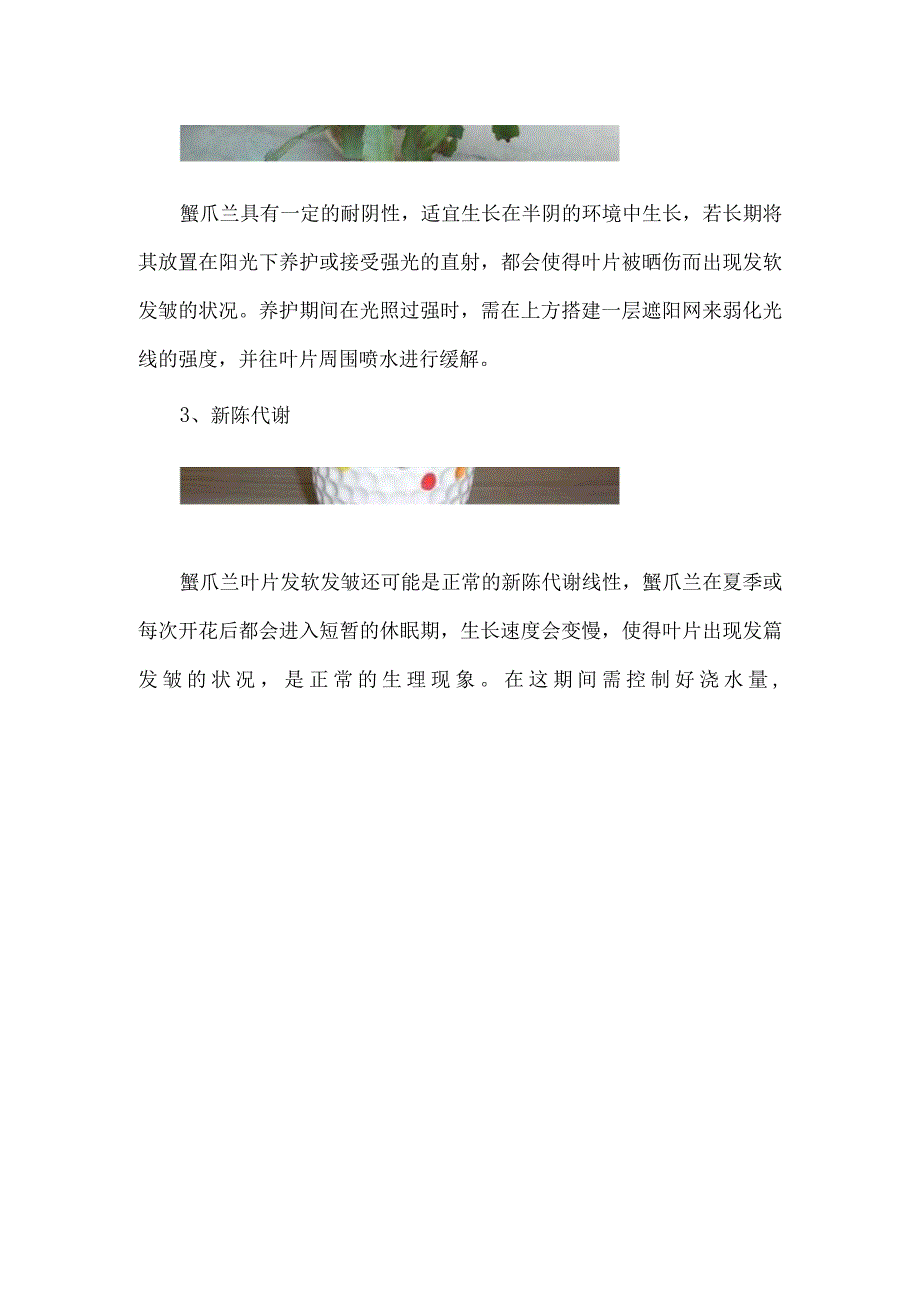 蟹爪兰叶子发软发皱怎么办.docx_第2页