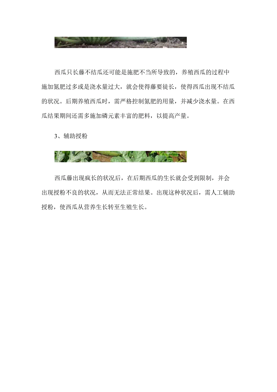 西瓜只长藤不结果怎么办.docx_第2页