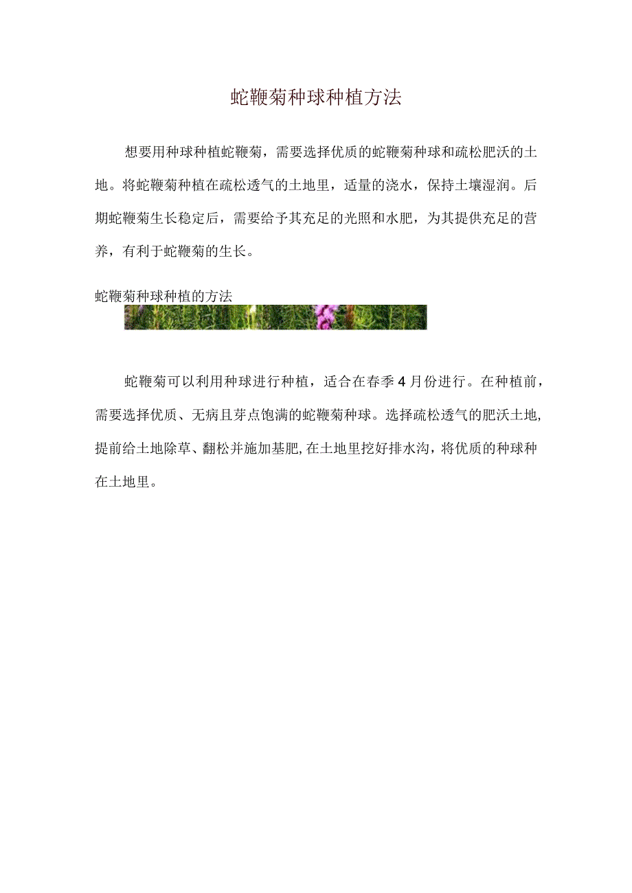 蛇鞭菊种球种植方法.docx_第1页