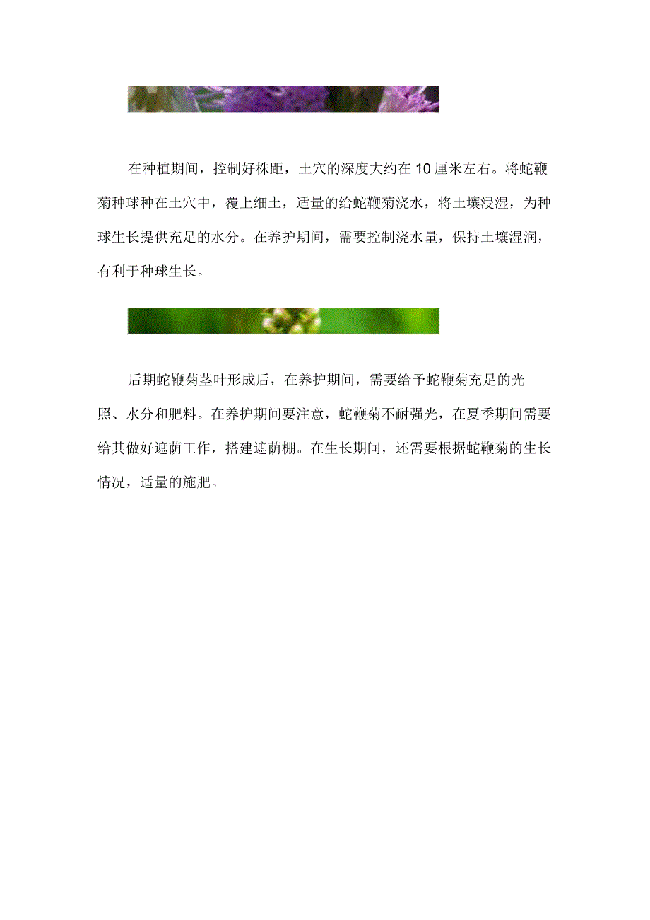 蛇鞭菊种球种植方法.docx_第2页