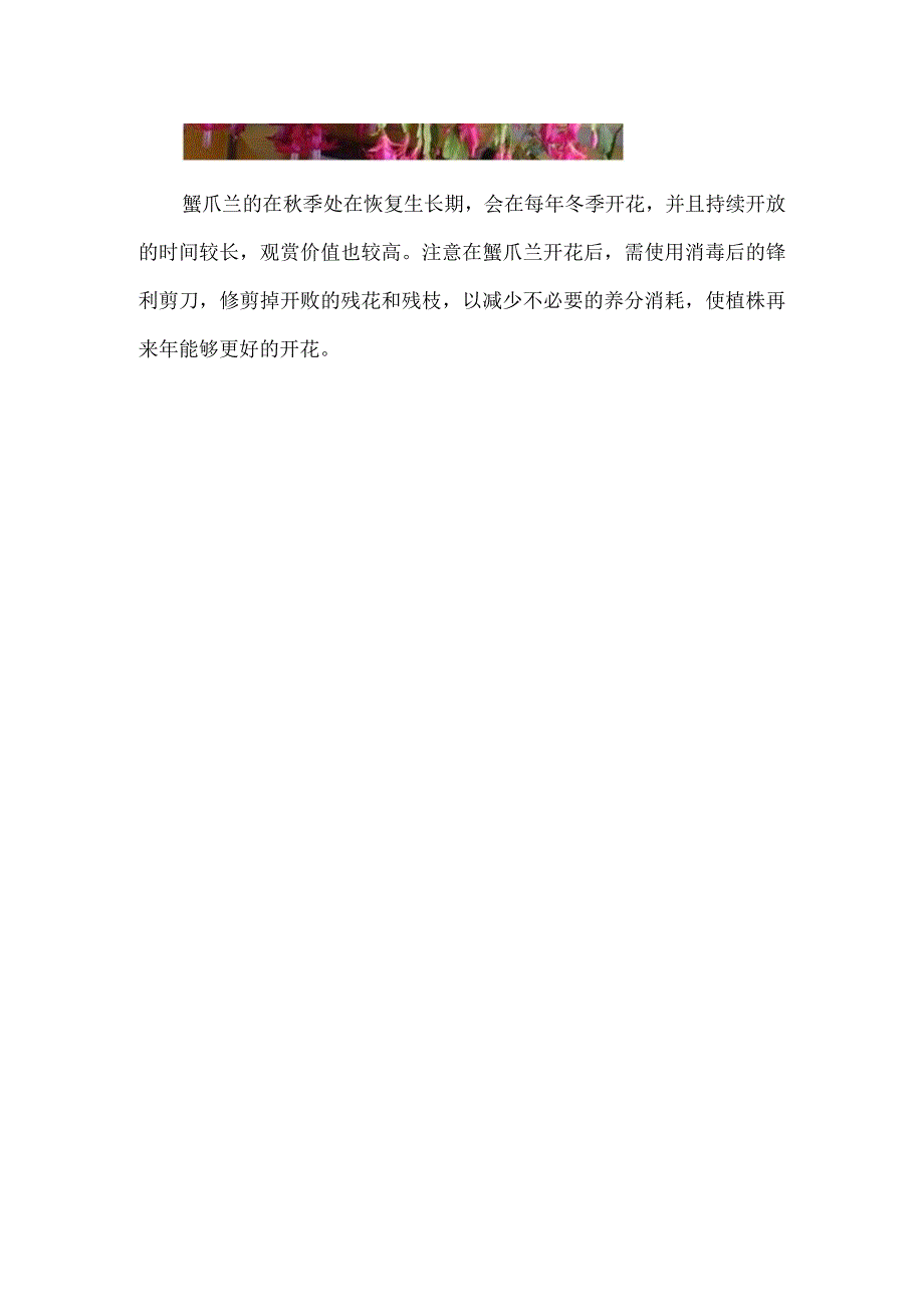 蟹爪兰立秋后加什么肥.docx_第3页