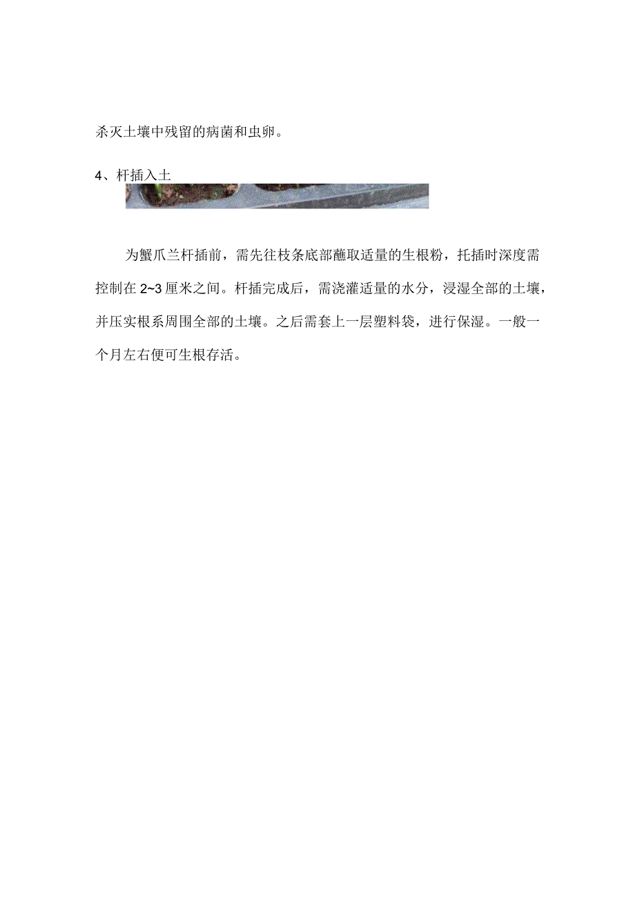 蟹爪兰如何扦插生根快.docx_第3页