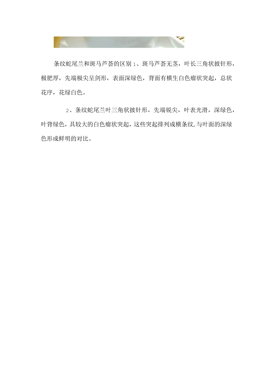 蛇尾兰就是条纹十二卷.docx_第2页