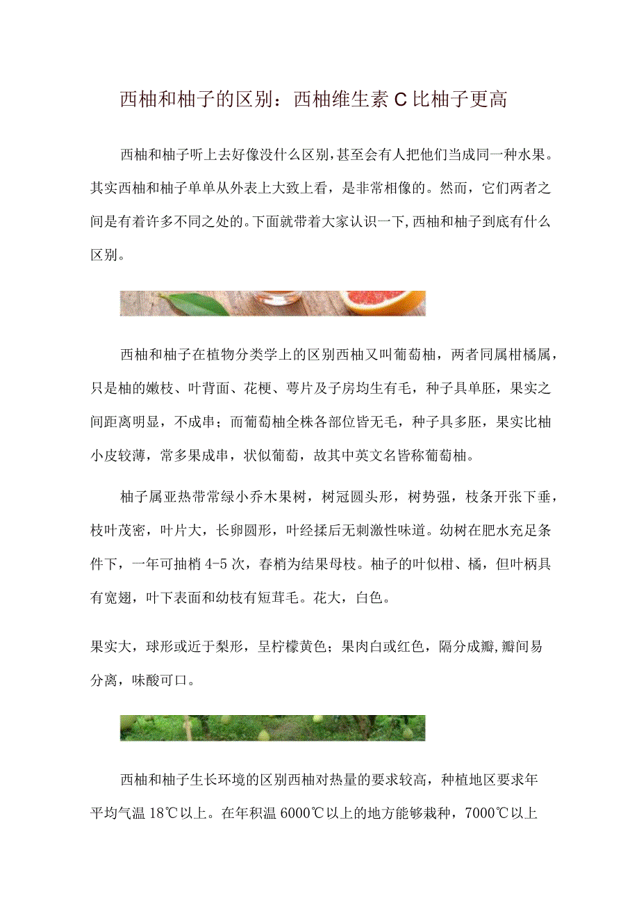 西柚和柚子的区别：西柚维生素C比柚子更高.docx_第1页