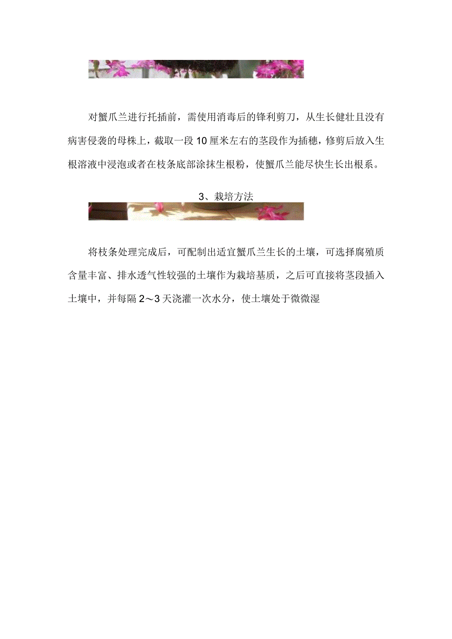 蟹爪兰的种植方法.docx_第2页