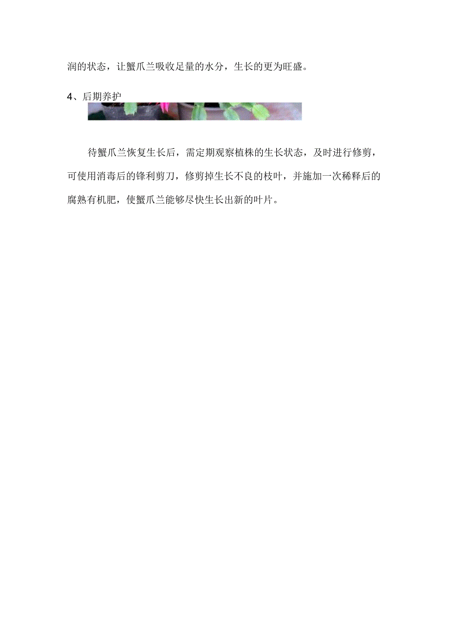 蟹爪兰的种植方法.docx_第3页