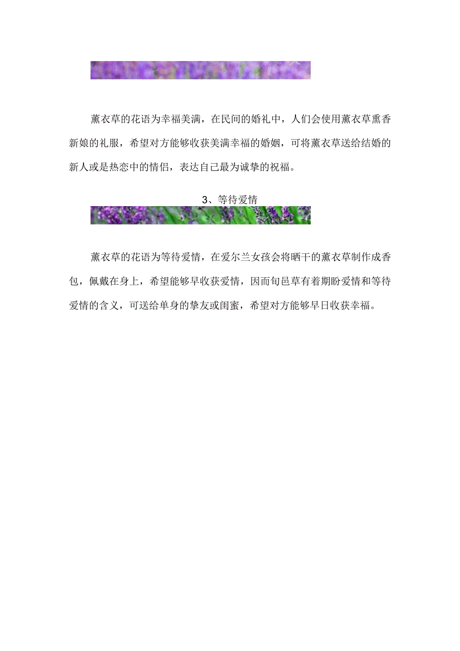 薰衣草的真正花语.docx_第2页