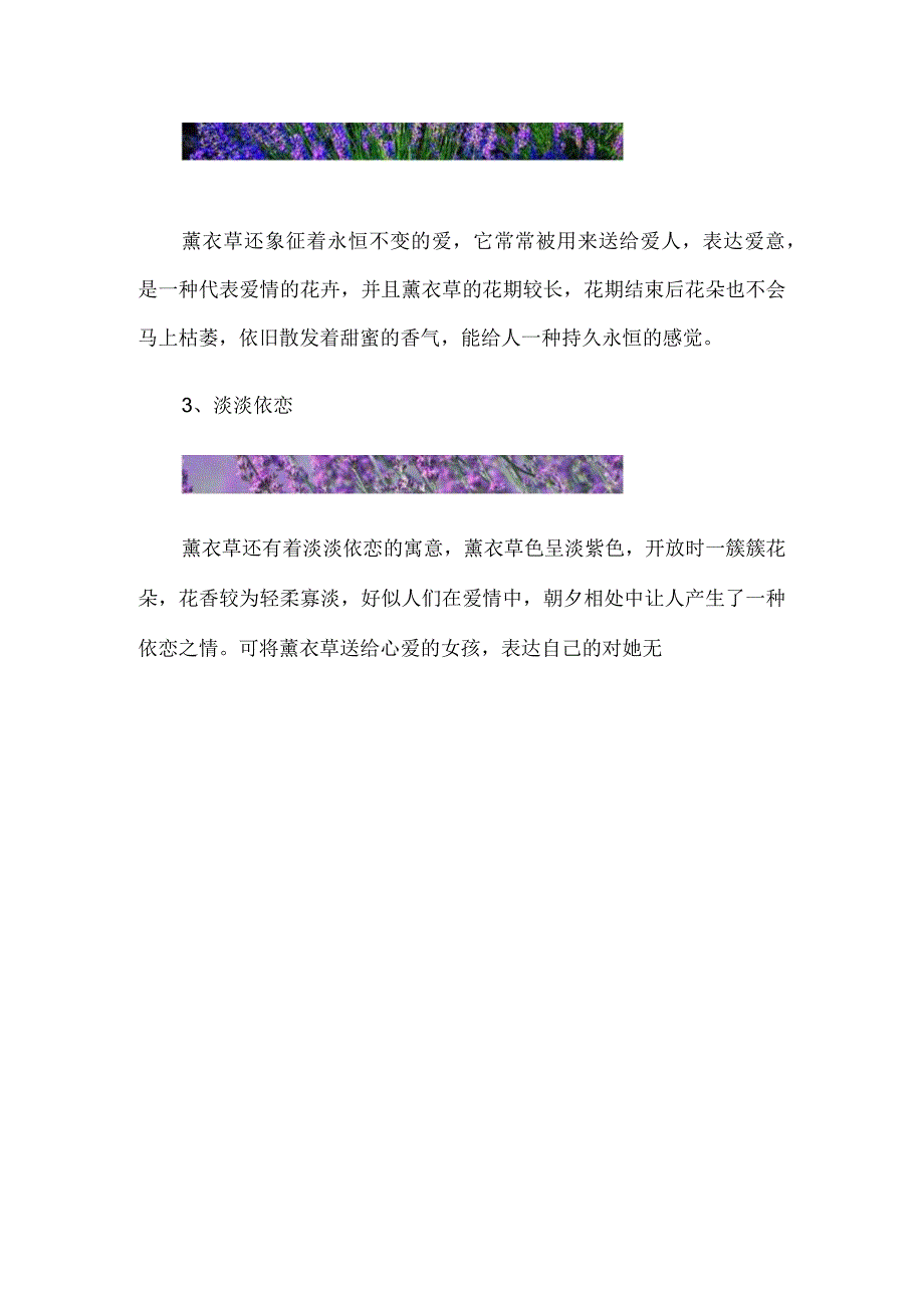 薰衣草的寓意和象征.docx_第2页