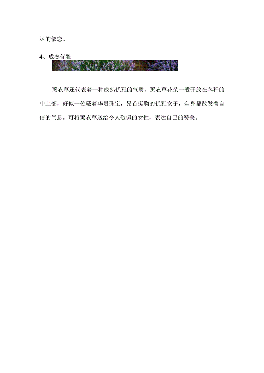 薰衣草的寓意和象征.docx_第3页