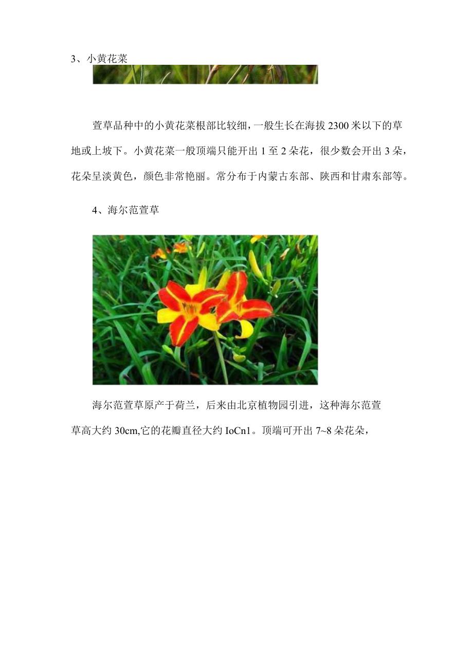 萱草品种有哪些盘点萱草十大品种.docx_第3页