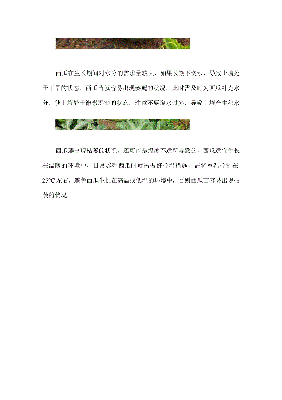 西瓜藤枯萎什么原因.docx_第2页